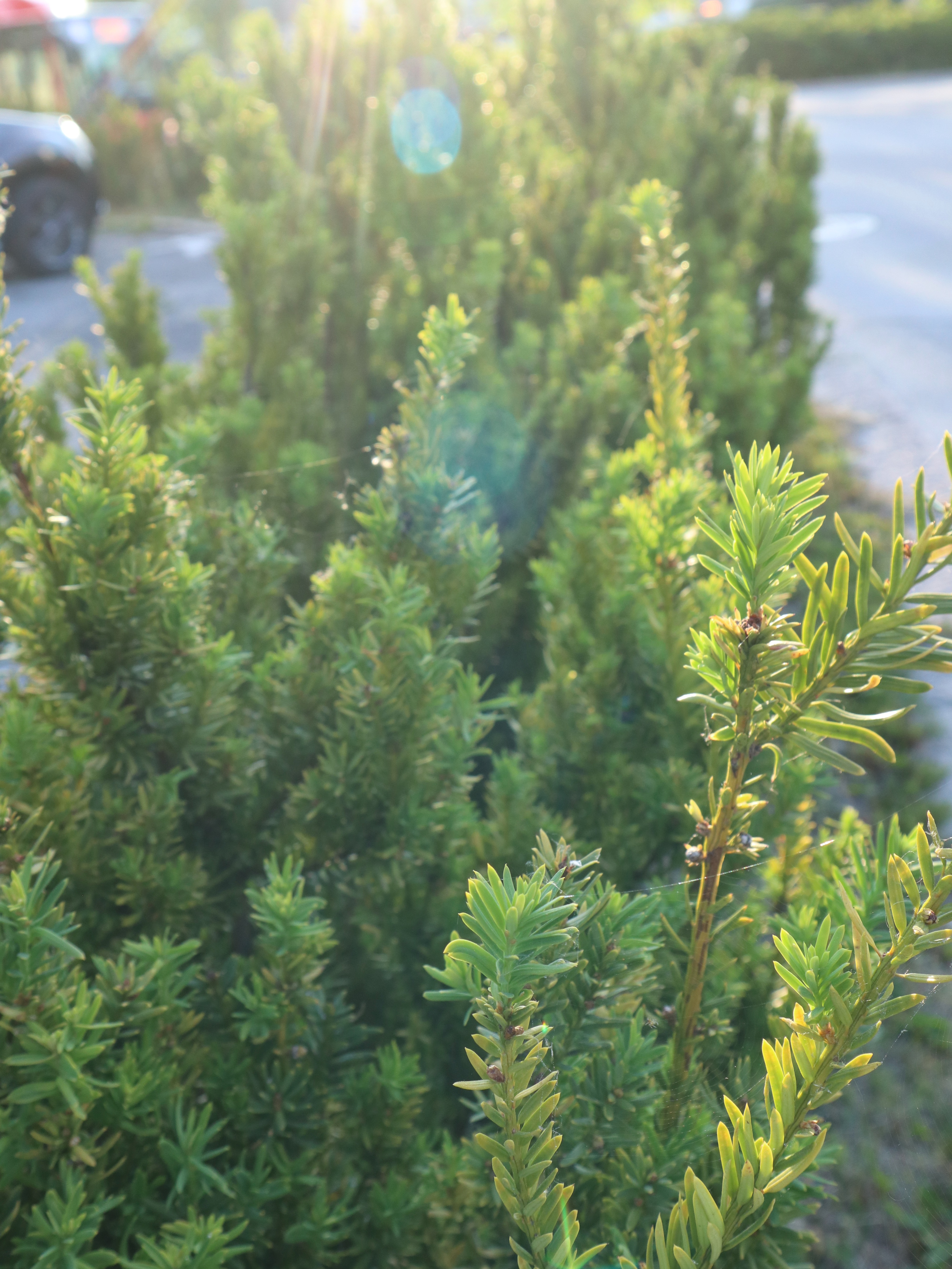 Barlind Hillii hekkplante